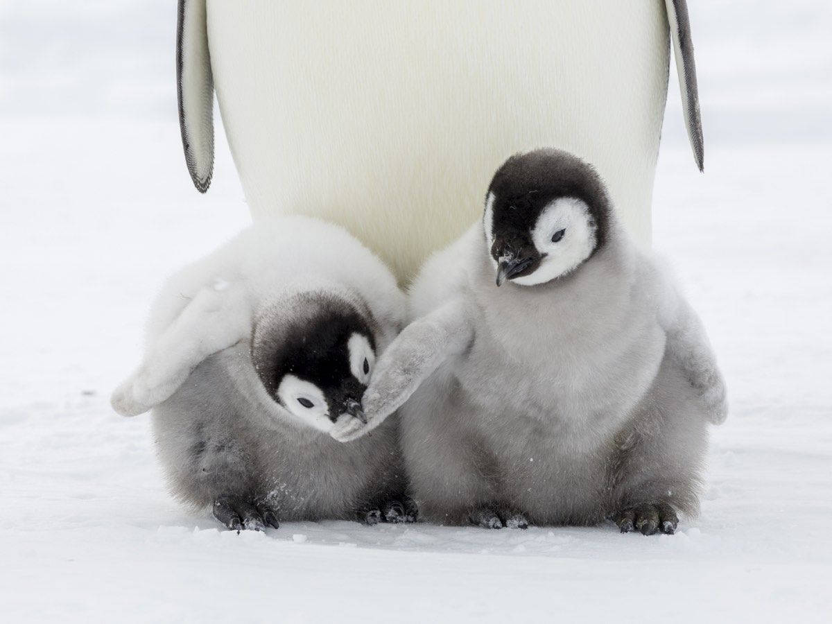 Fluffy Baby Penguins Background