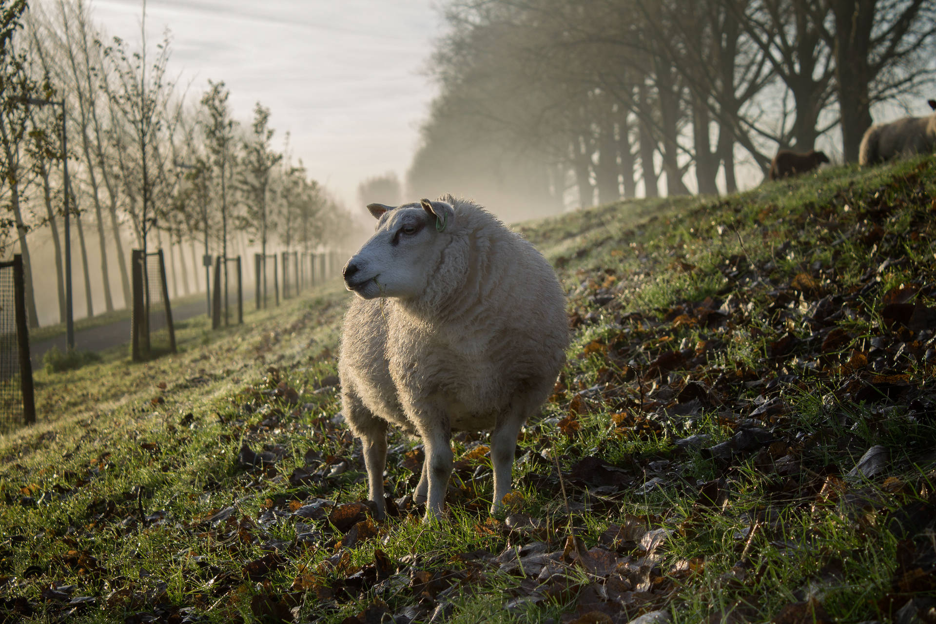 Fluffy Beige Sheep Background