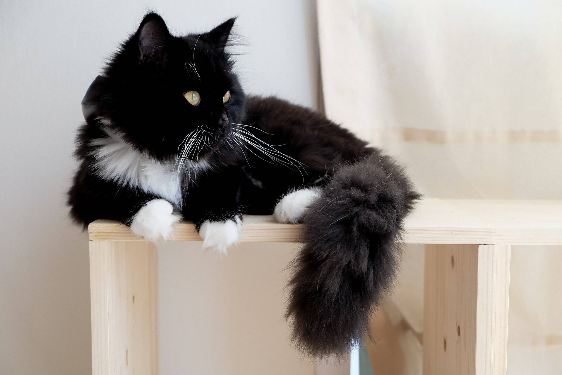 Fluffy Black Cat Wood Table Background