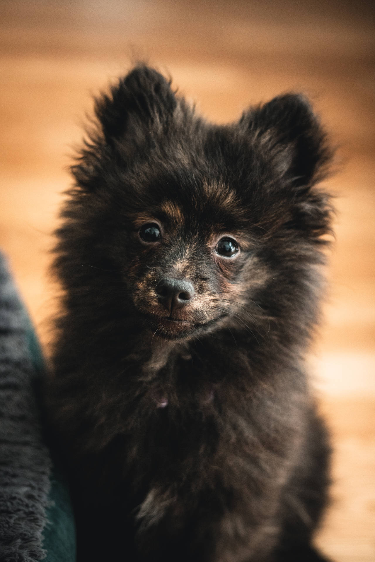 Fluffy Black Pomeranian Puppy Background