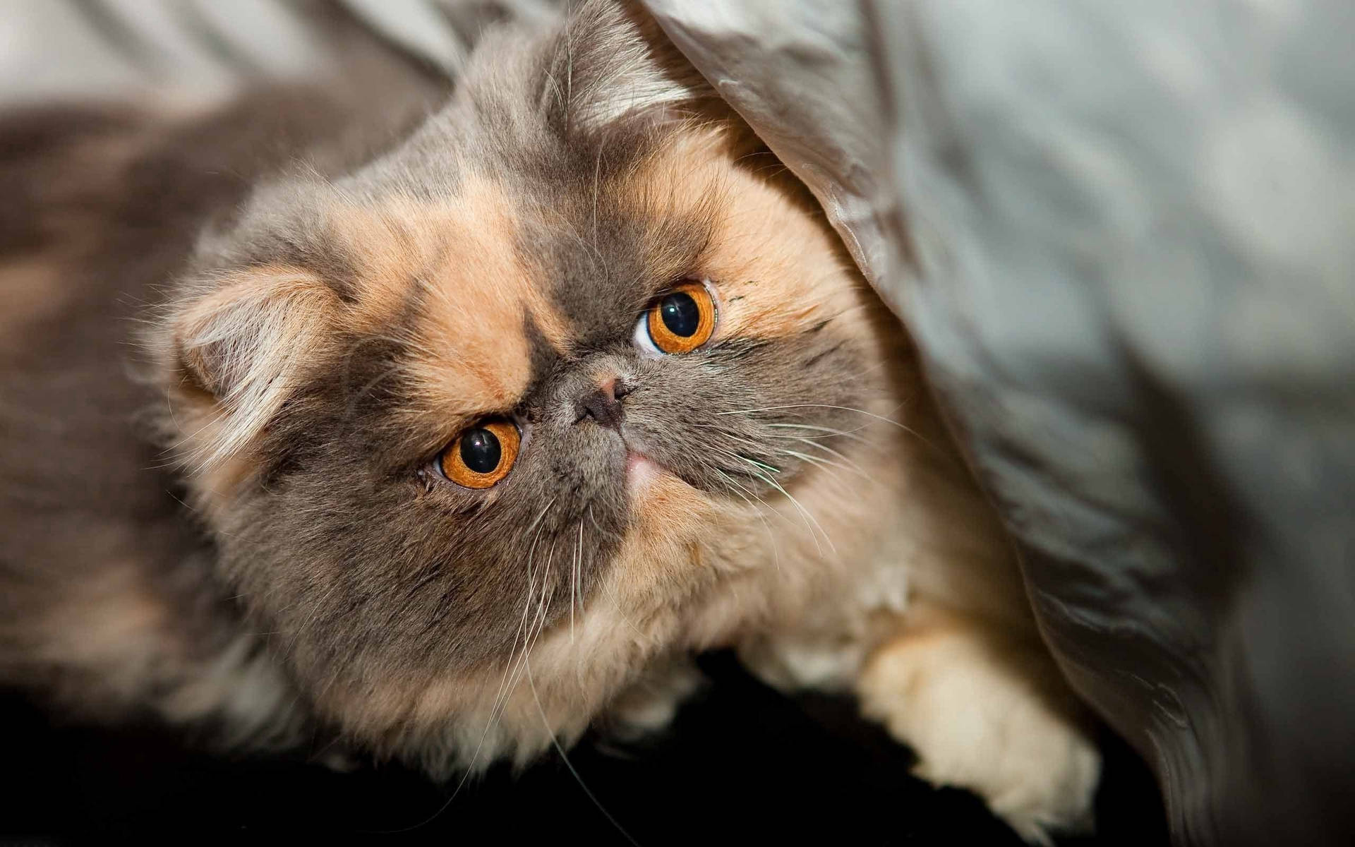 Fluffy Brown Cute Kitten Background
