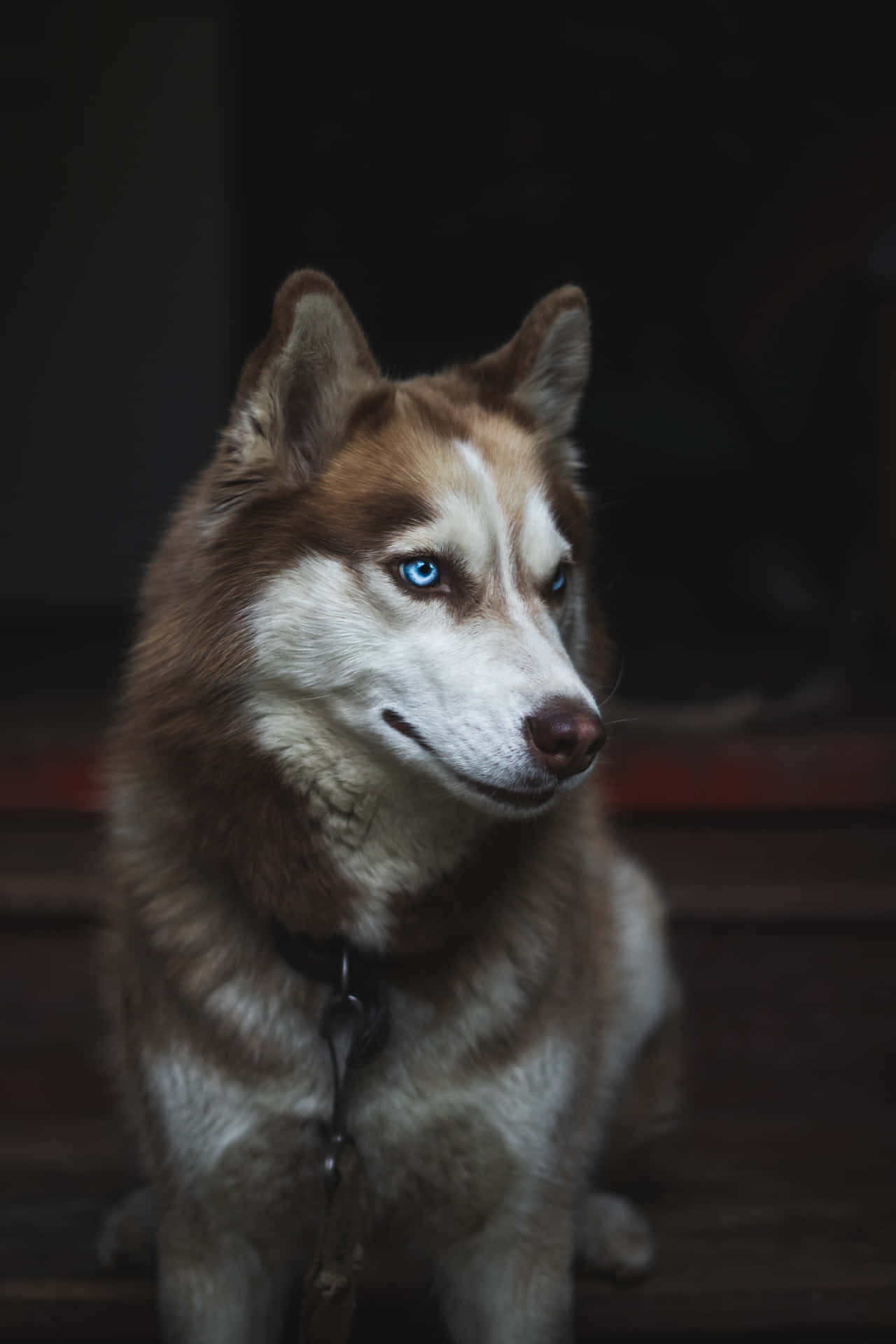 Fluffy Brown Siberian Husky