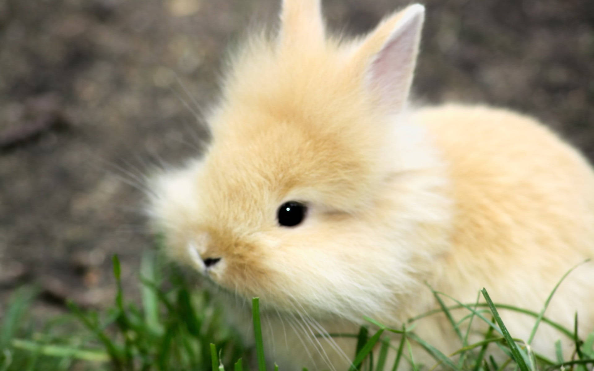 Fluffy Cute Bunny On Grass Background