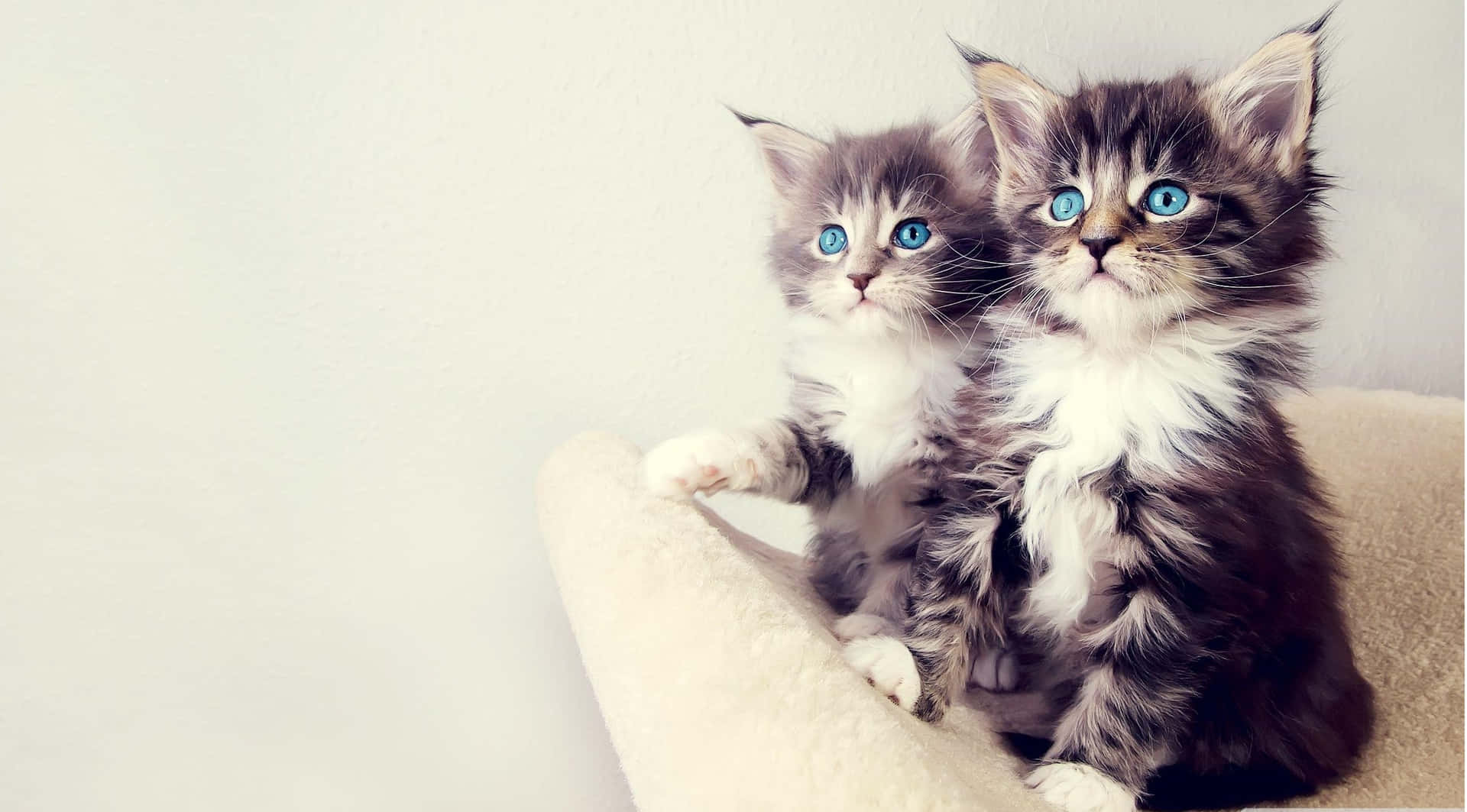 Fluffy Cute Kittens With Blue Eyes Background