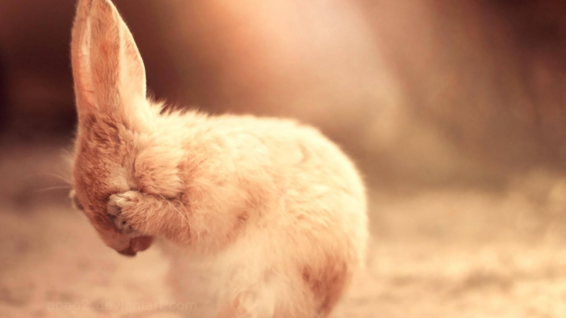 Fluffy Cute Peek A Boo Bunny Background