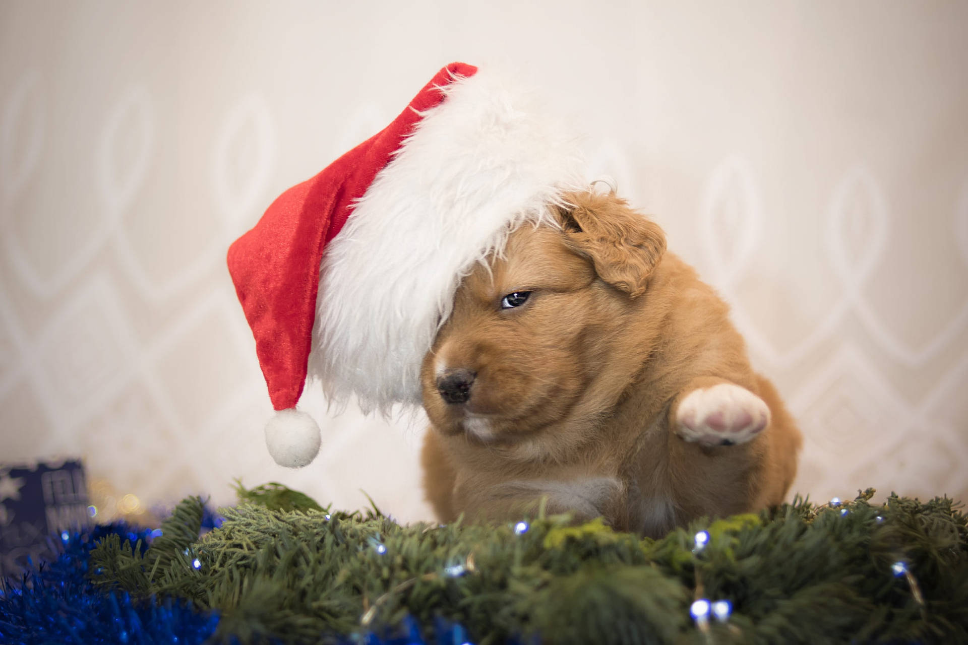 Fluffy Cute Santa Puppy Background