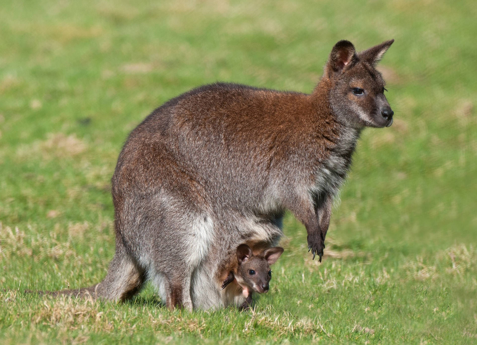 Fluffy Dark Kangaroo