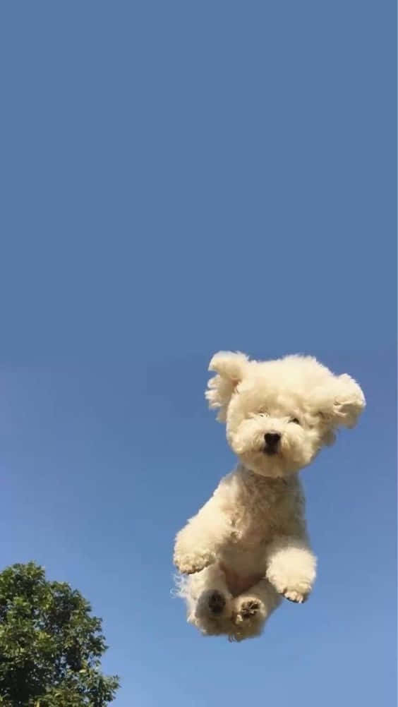 Fluffy Dog Iphone Background