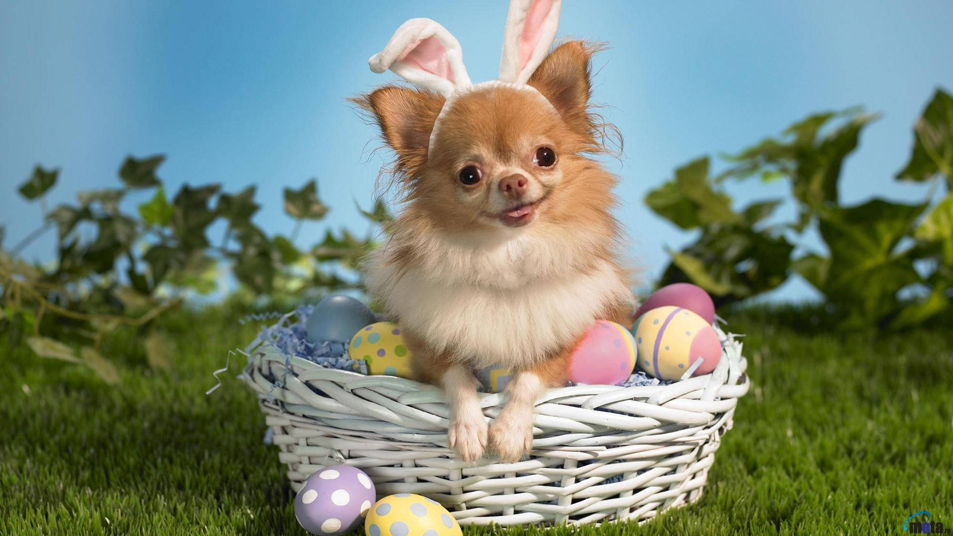Fluffy Easter Bunny Dog Background