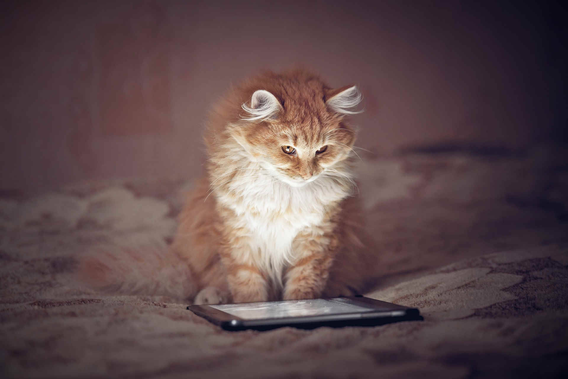 Fluffy Ginger Cat Computer