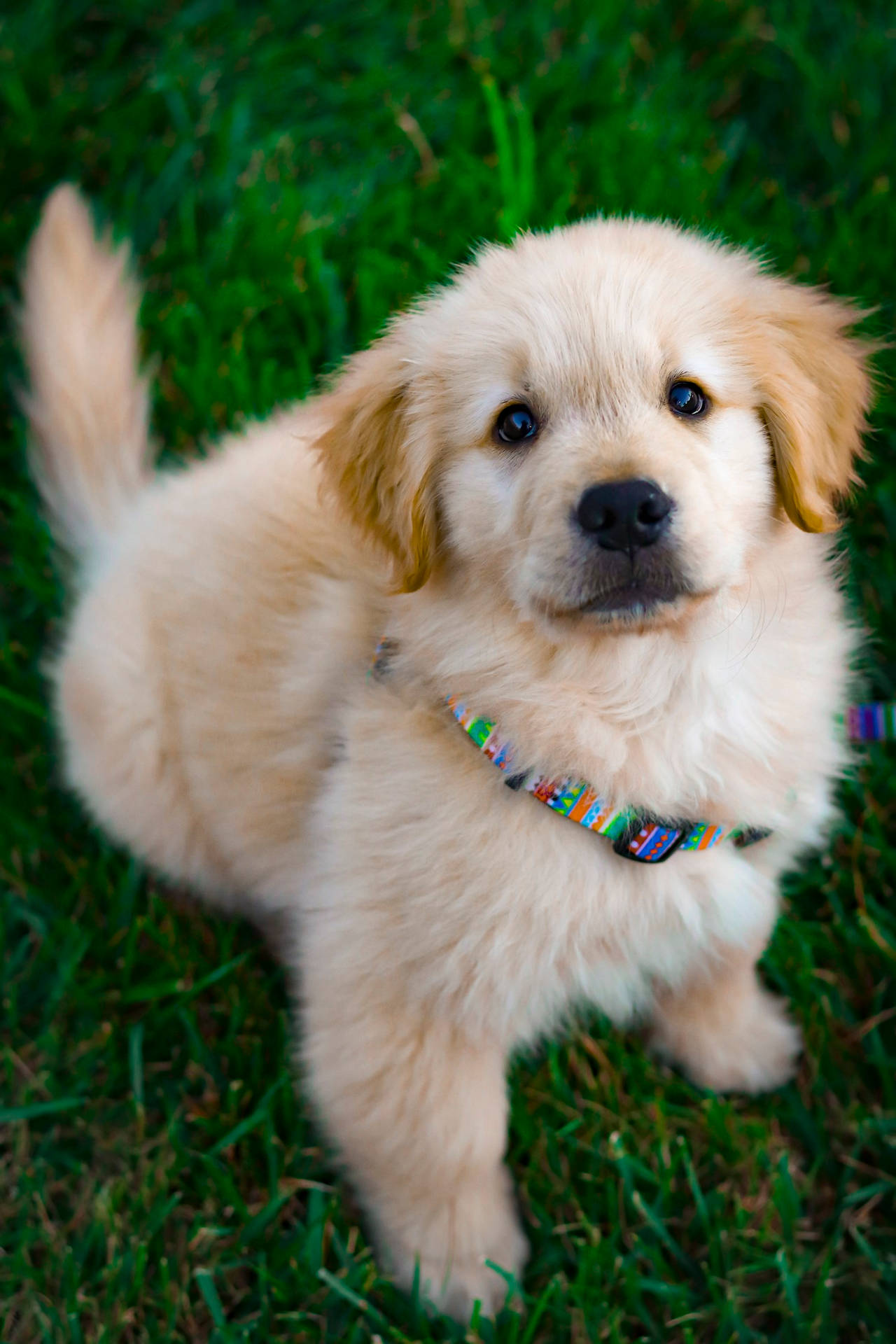 Fluffy Golden Retriever Baby Dog Background