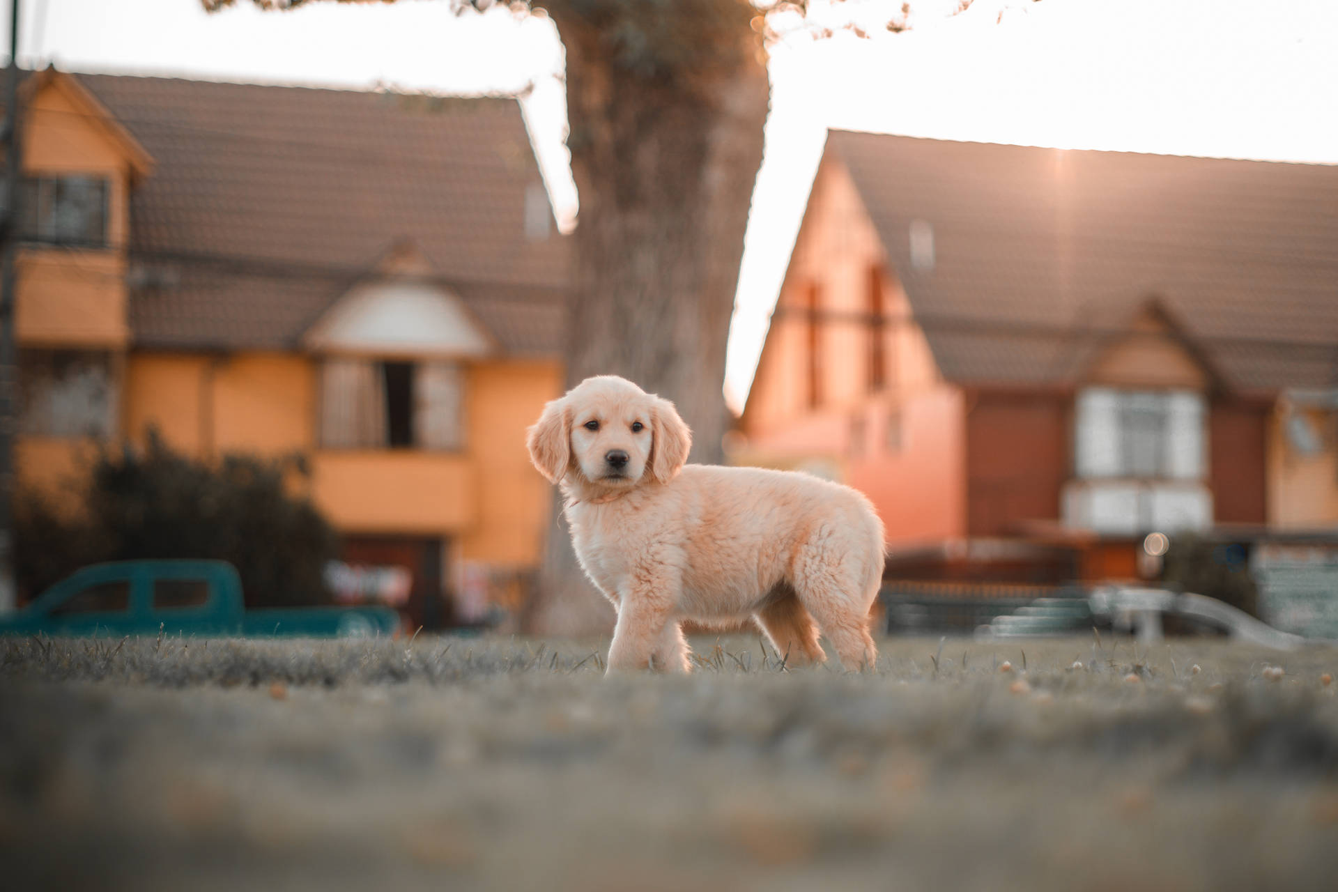 Fluffy Golden Retriever Puppy In Park Background