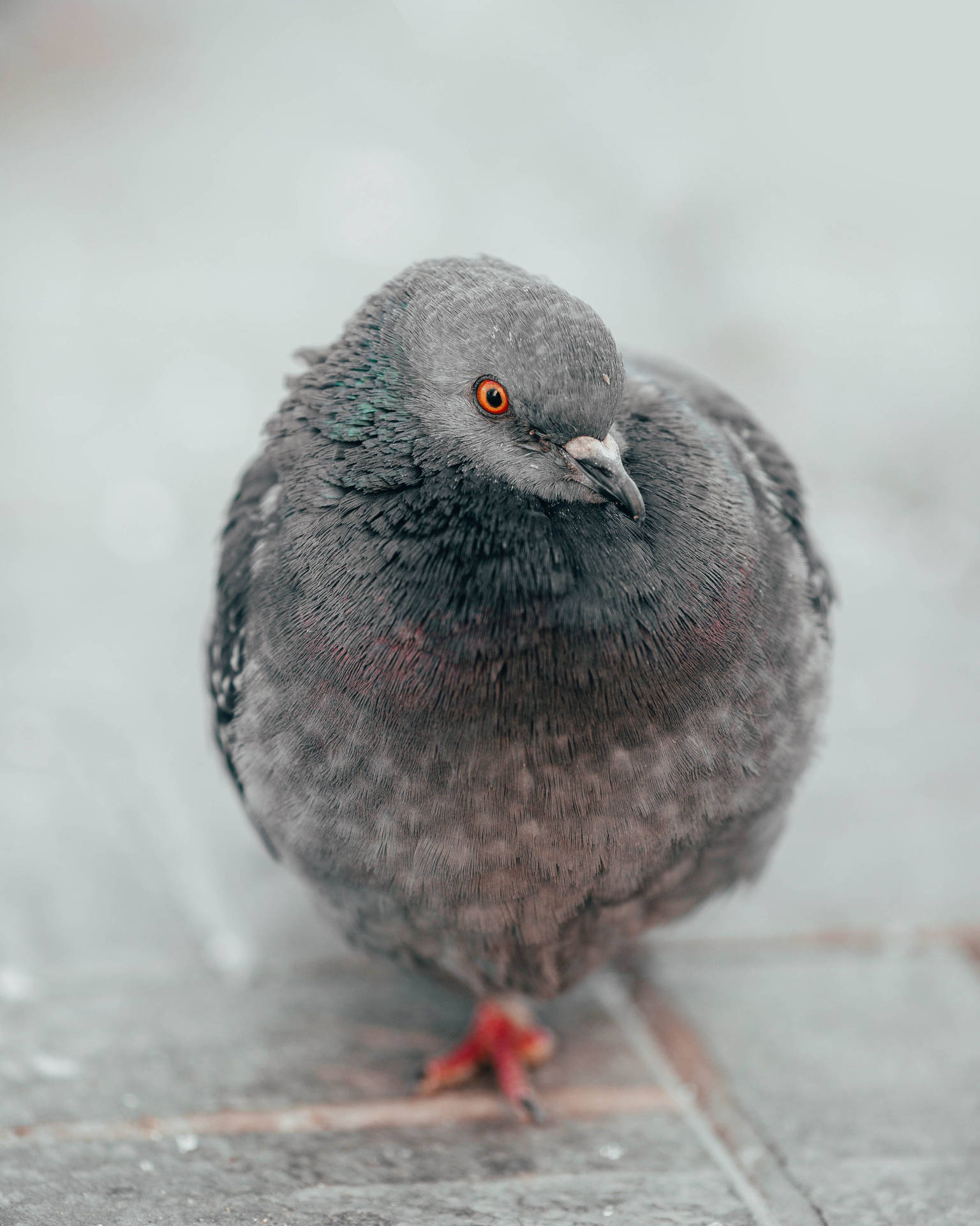 Fluffy Gray Feral Pigeon Bird Background