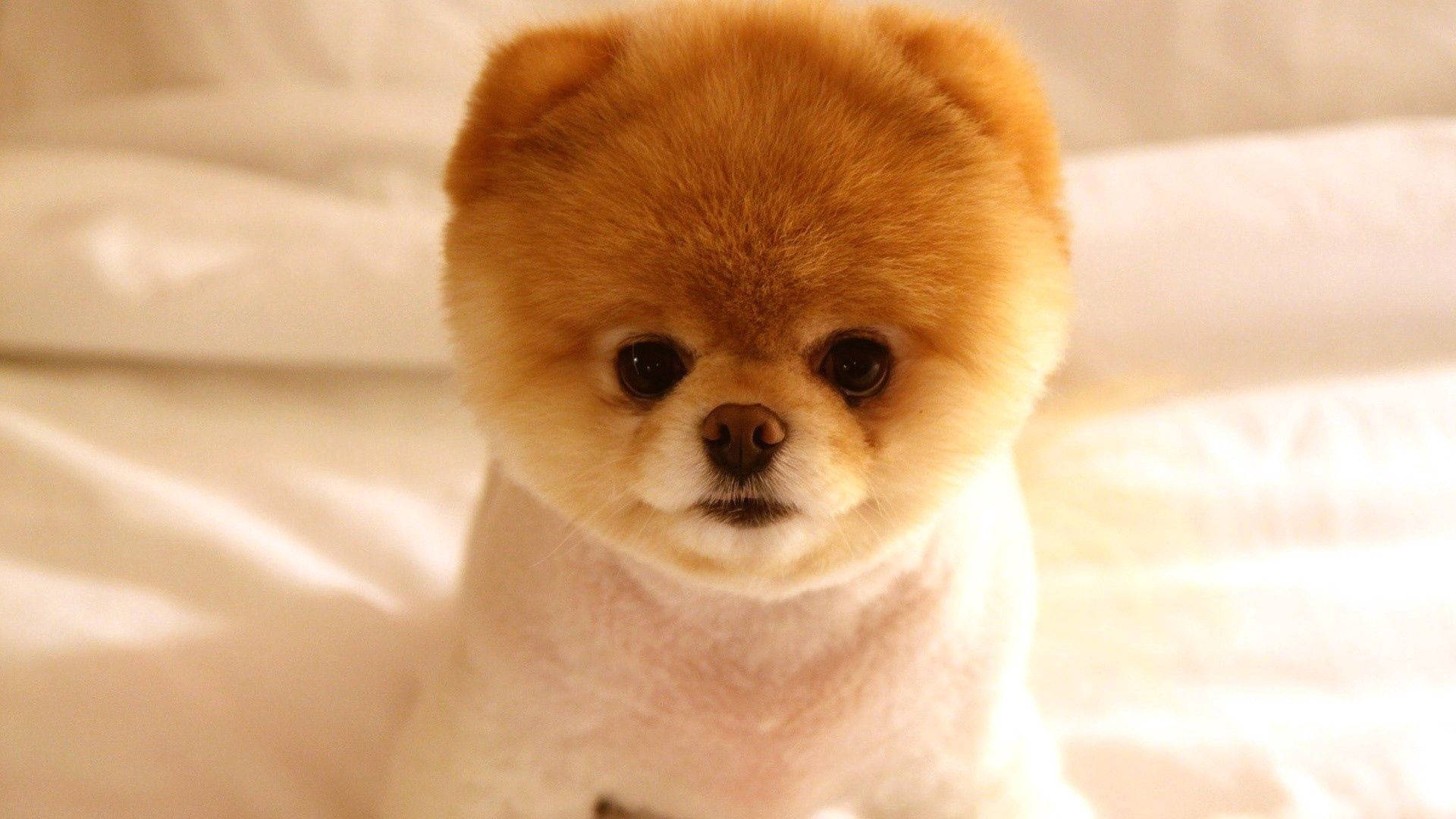 Fluffy Groomed Pomeranian Puppy Background