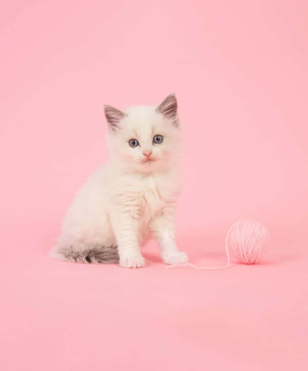 Fluffy Kitten Pink Backdrop Background