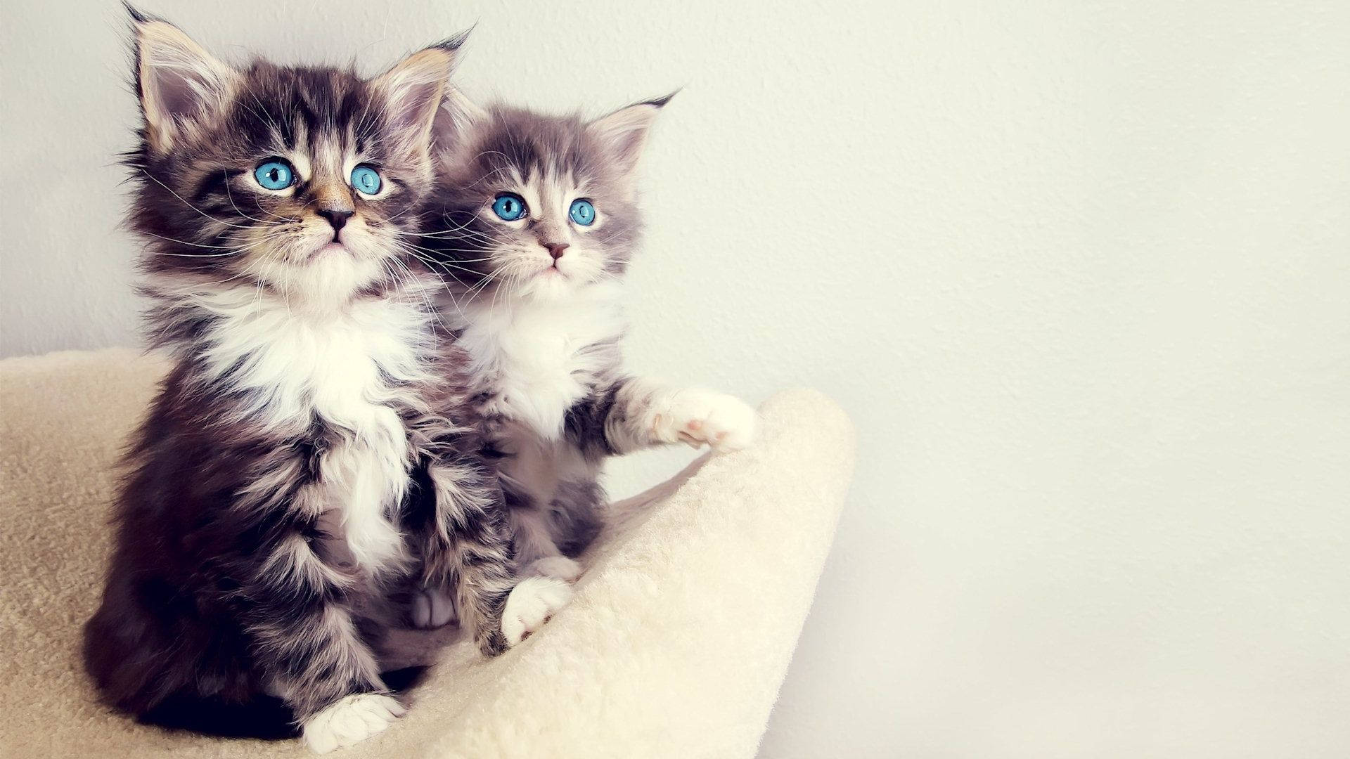 Fluffy Kittens With Blue Eyes