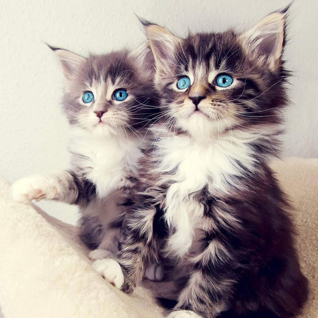 Fluffy Kittens With Blue Eyes Background