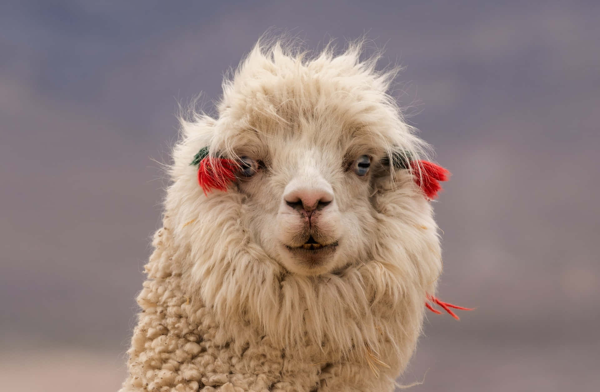 Fluffy Llamawith Red Tassels Background