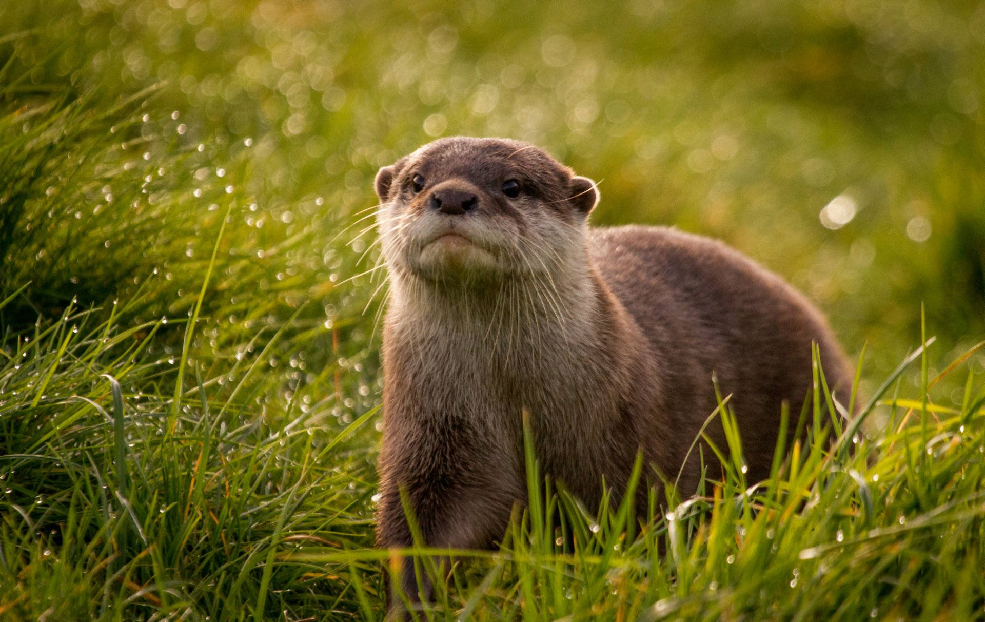 Fluffy Otter Background