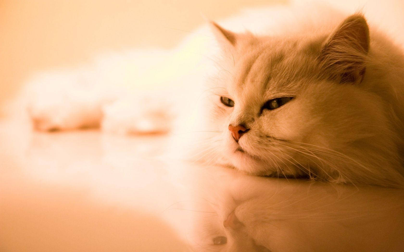 Fluffy Persian Cat Cute Desktop Background