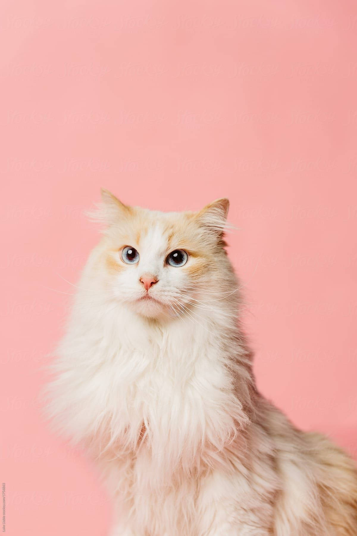 Fluffy Pink Cat Background