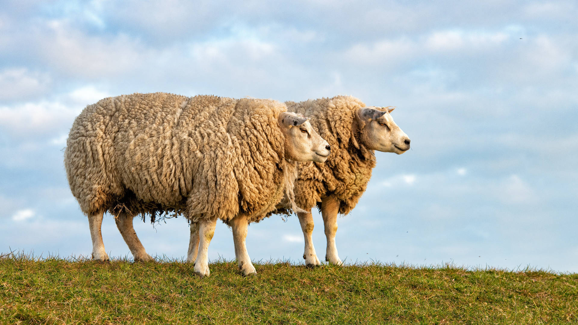 Fluffy Sheep On The Grass Background