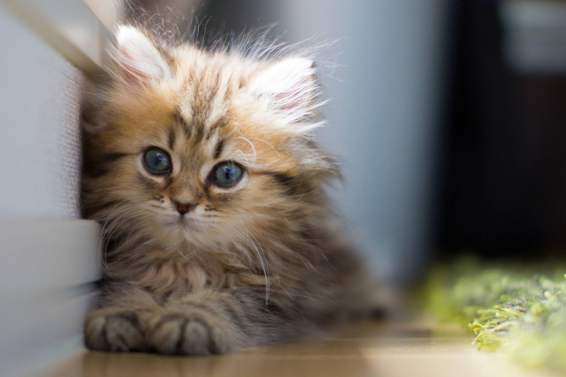 Fluffy Tabby Kitten Background