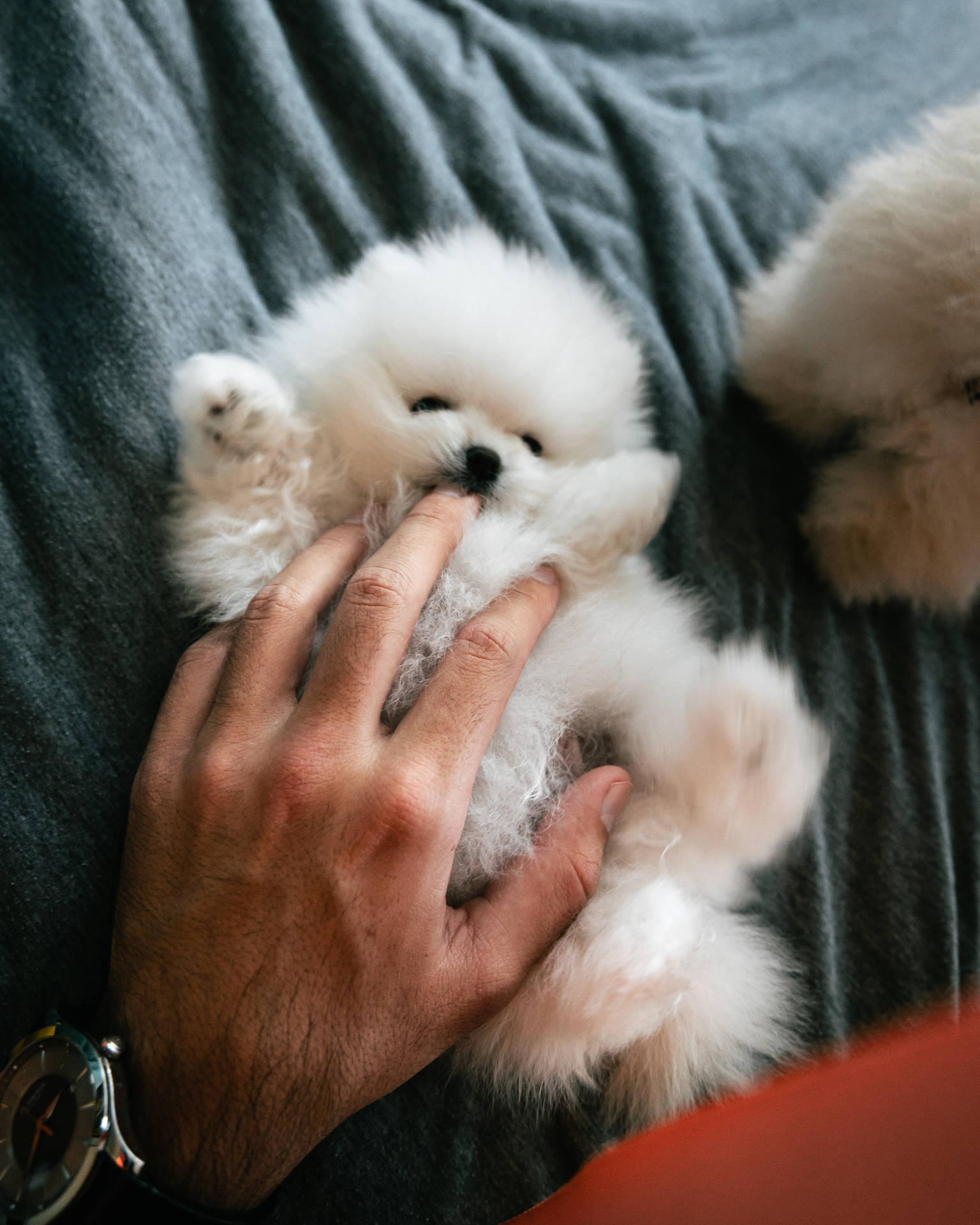 Fluffy Teacup Pomeranian Puppy Background