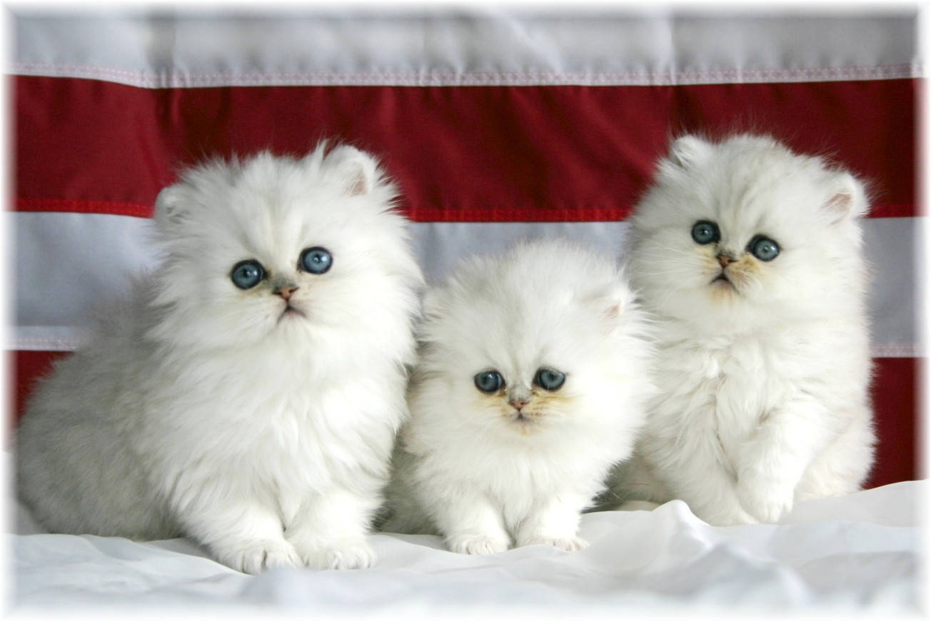 Fluffy_ Trio_ White_ Persian_ Kittens Background