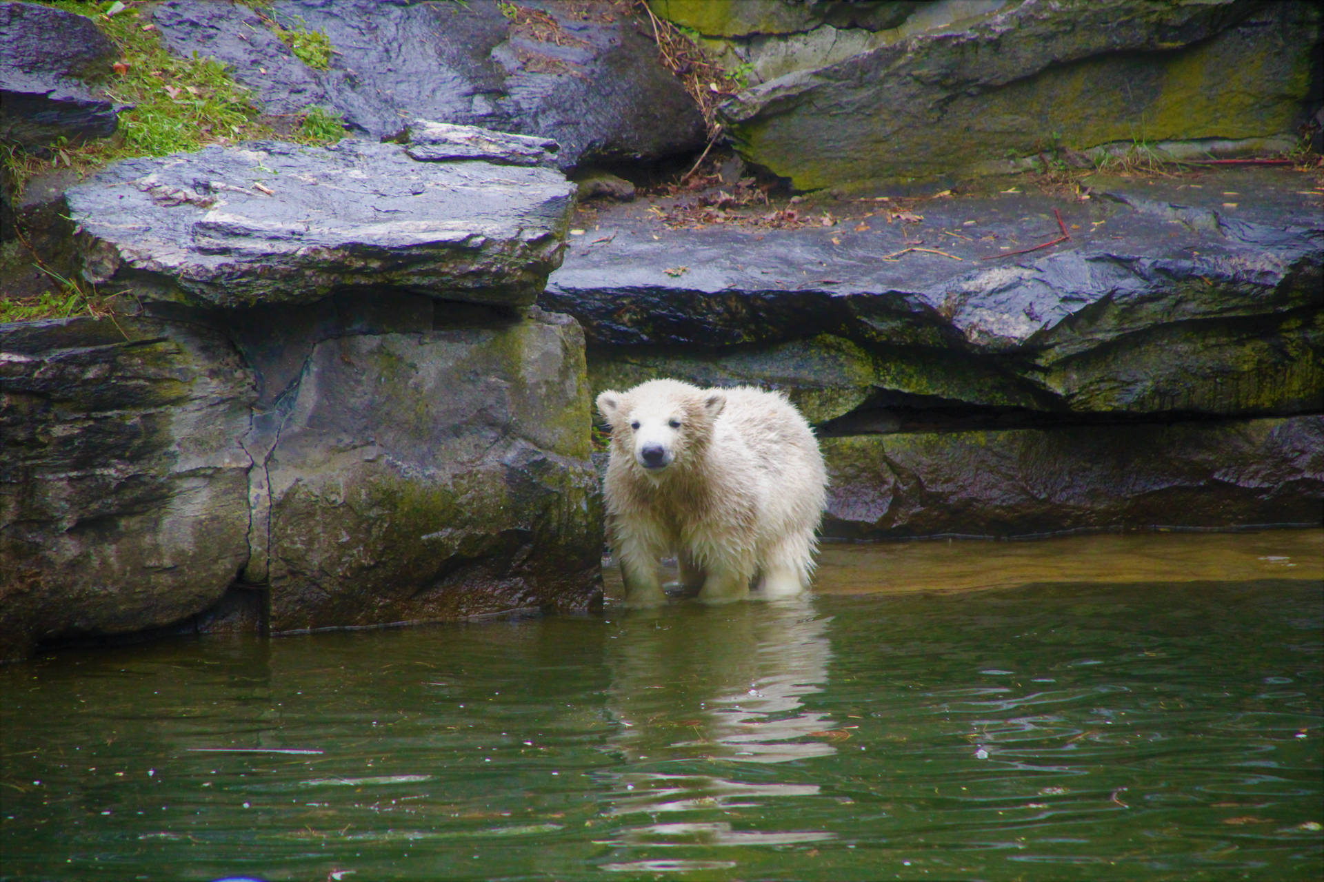 Fluffy Wet Polar Bear Cub Background