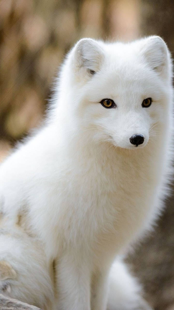 Fluffy White Arctic Fox Background