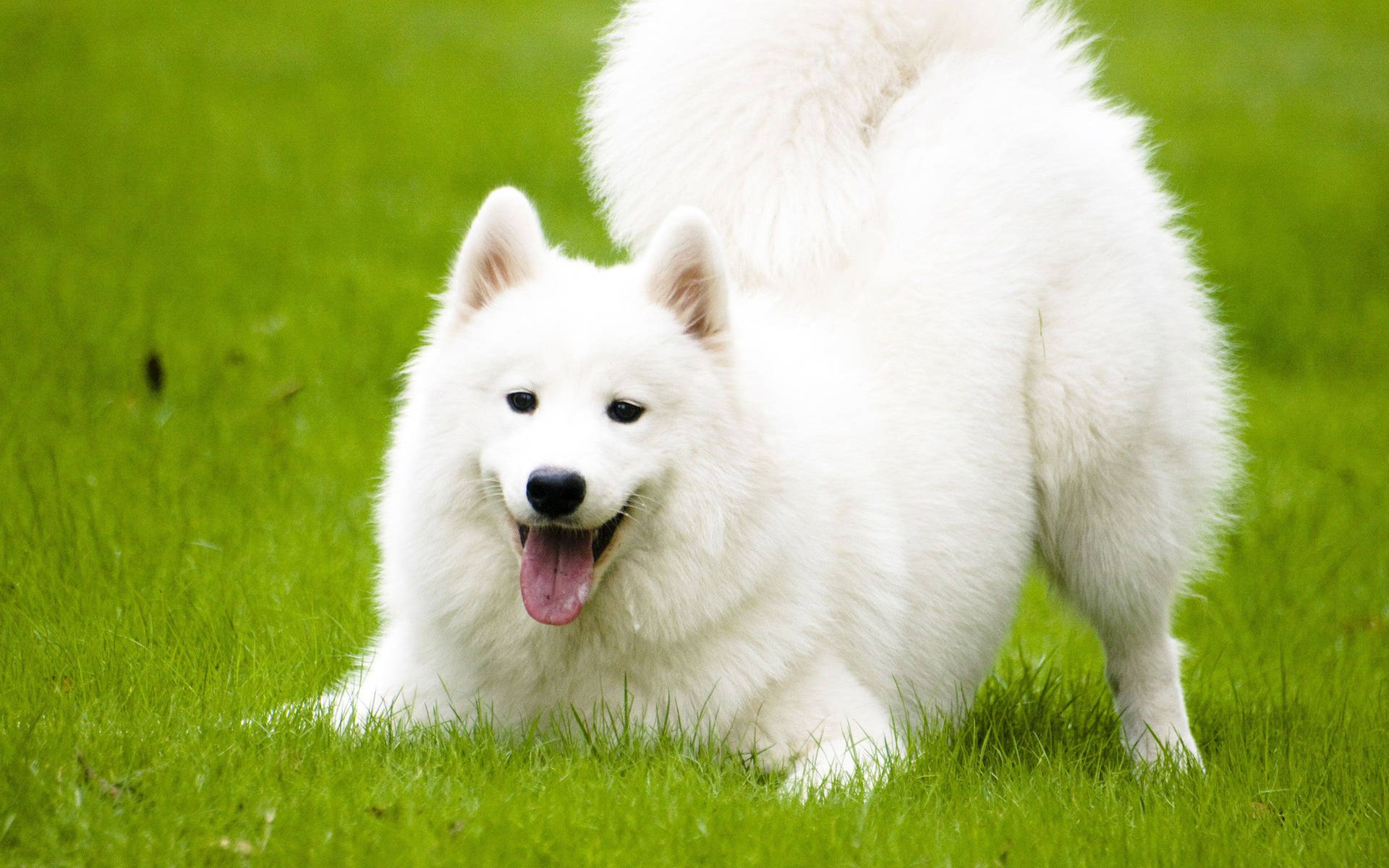 Fluffy White Dogon Green Grass.jpg Background