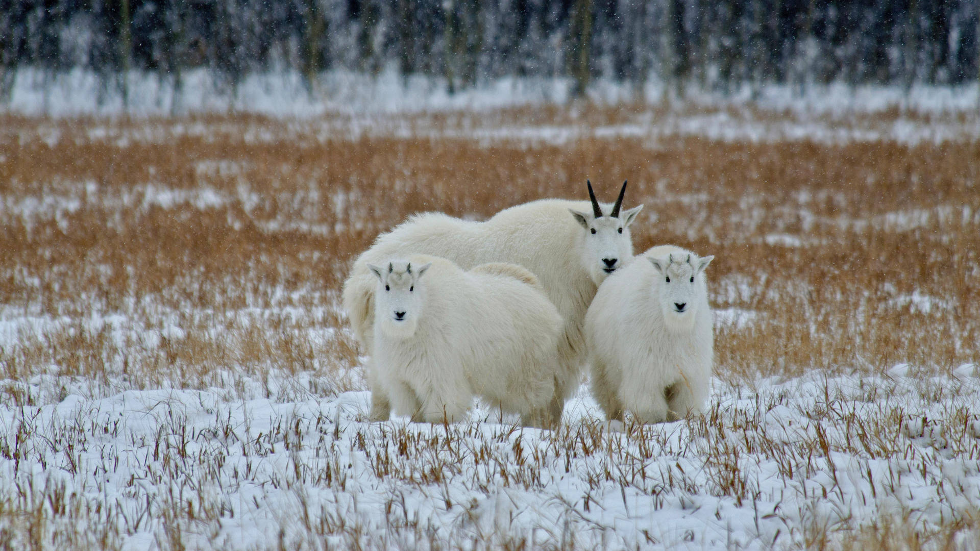 Fluffy White Goats On Grass Background