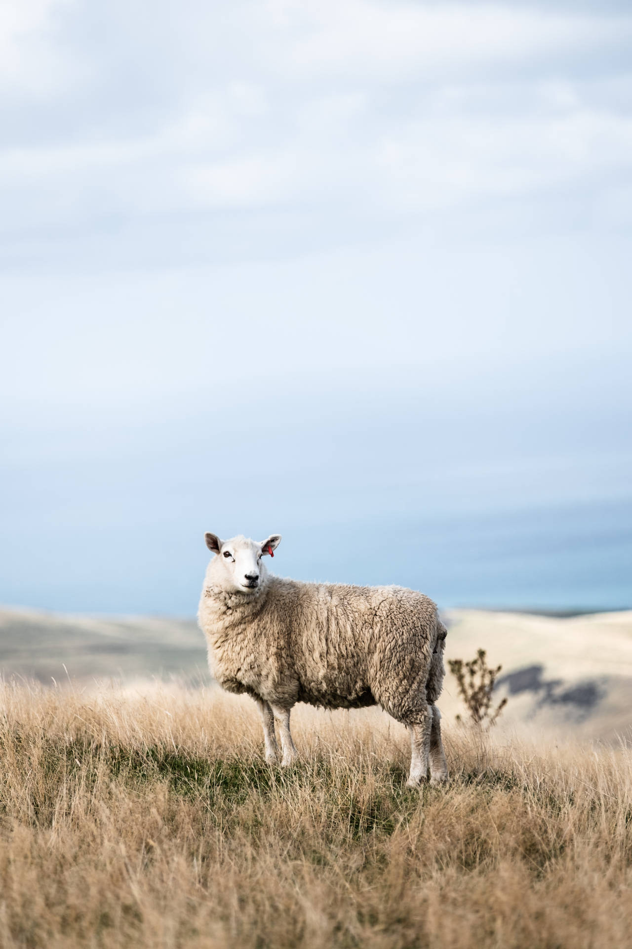 Fluffy White Sheep On Field Background