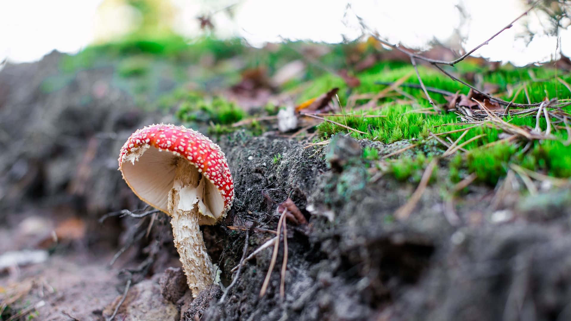 Fly Agaric Fungus On Damp Soil With Moss