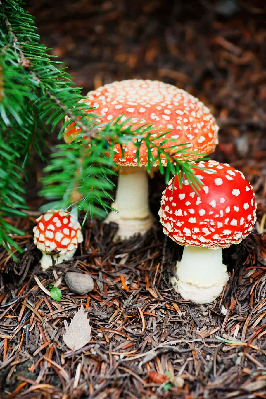 Fly Agaric Fungus On Dried Pine Tree Leaves Background