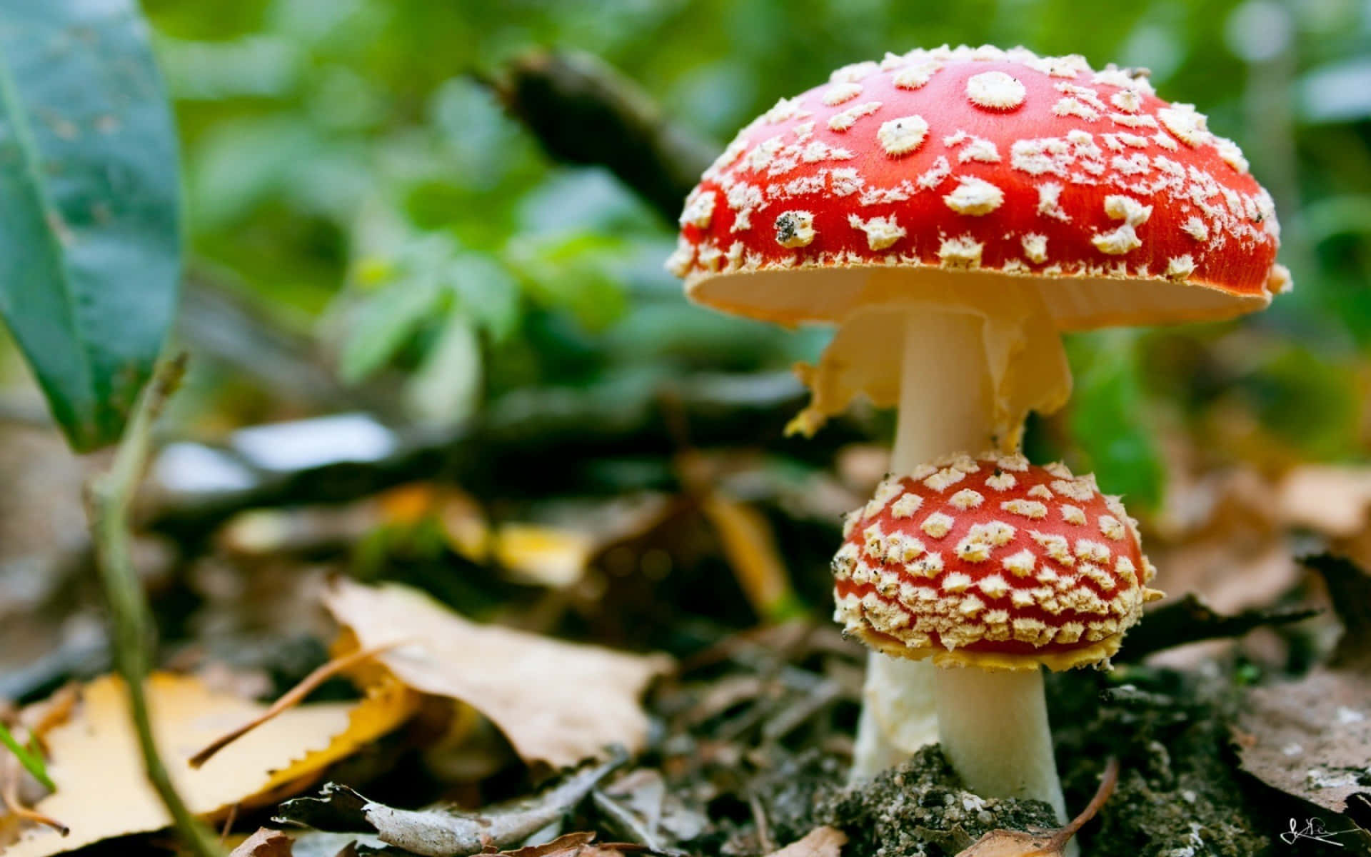 Fly Agaric Fungus With Red And White Cap