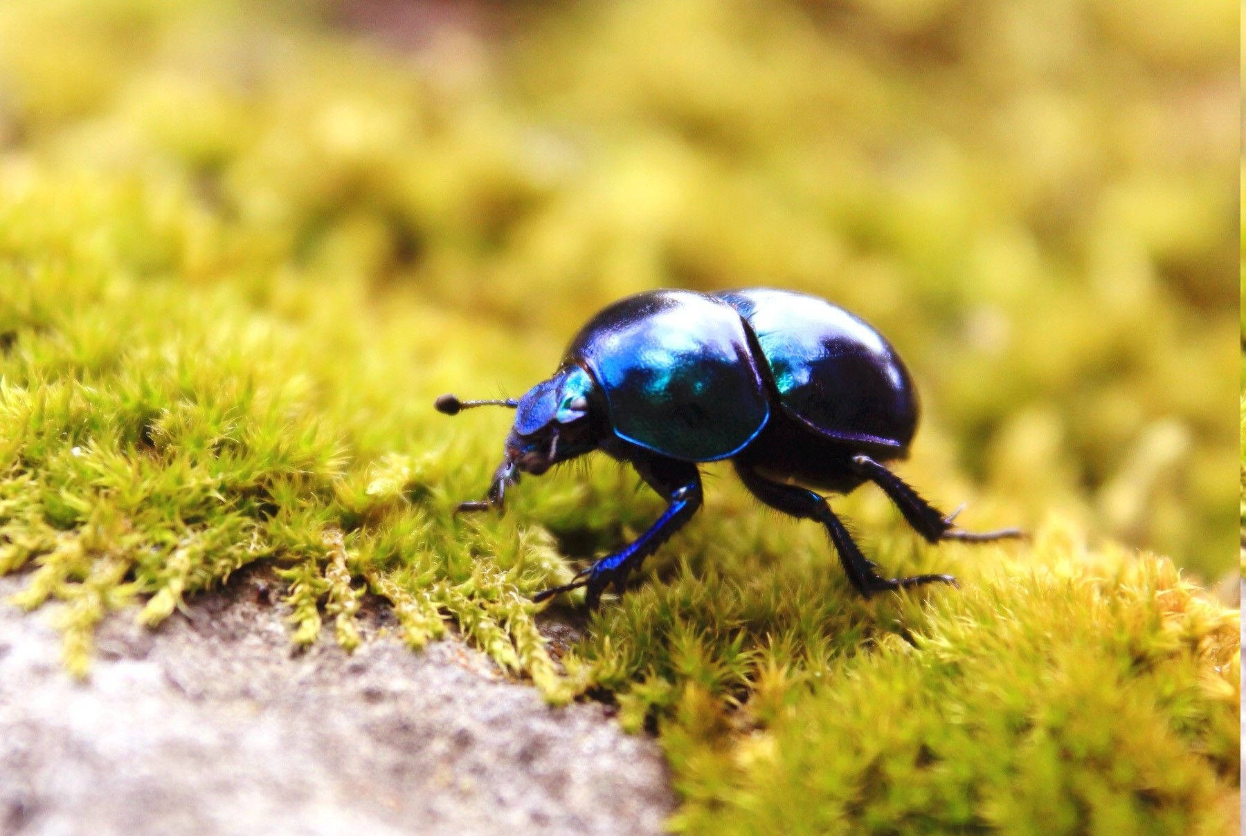 Fly Dung Beetle Background