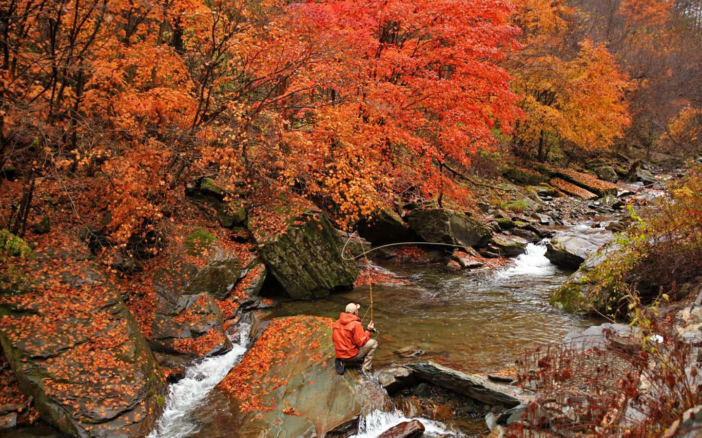 Fly Fishing Autumn Forest River Photography Background