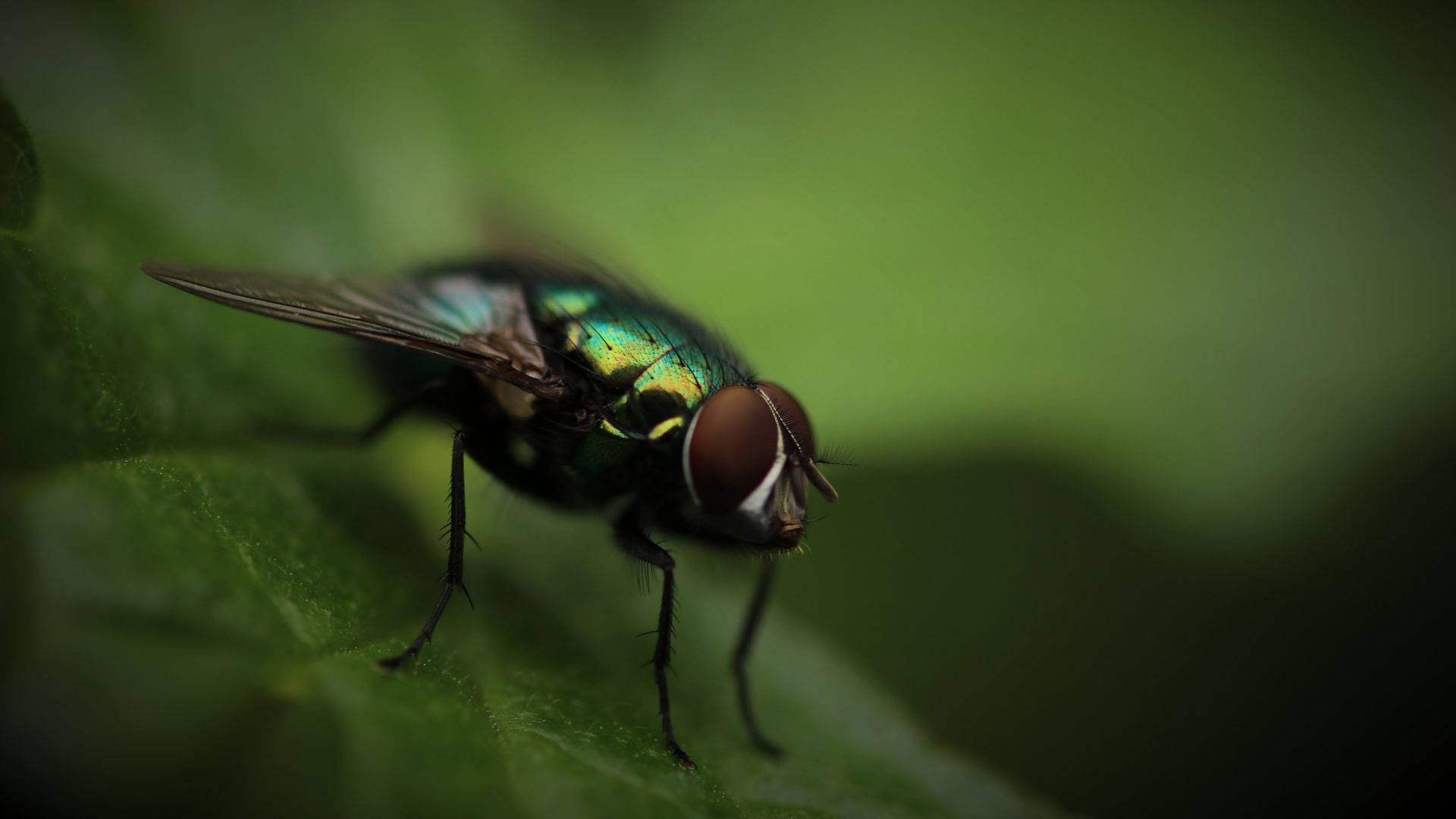 Fly On Leaves