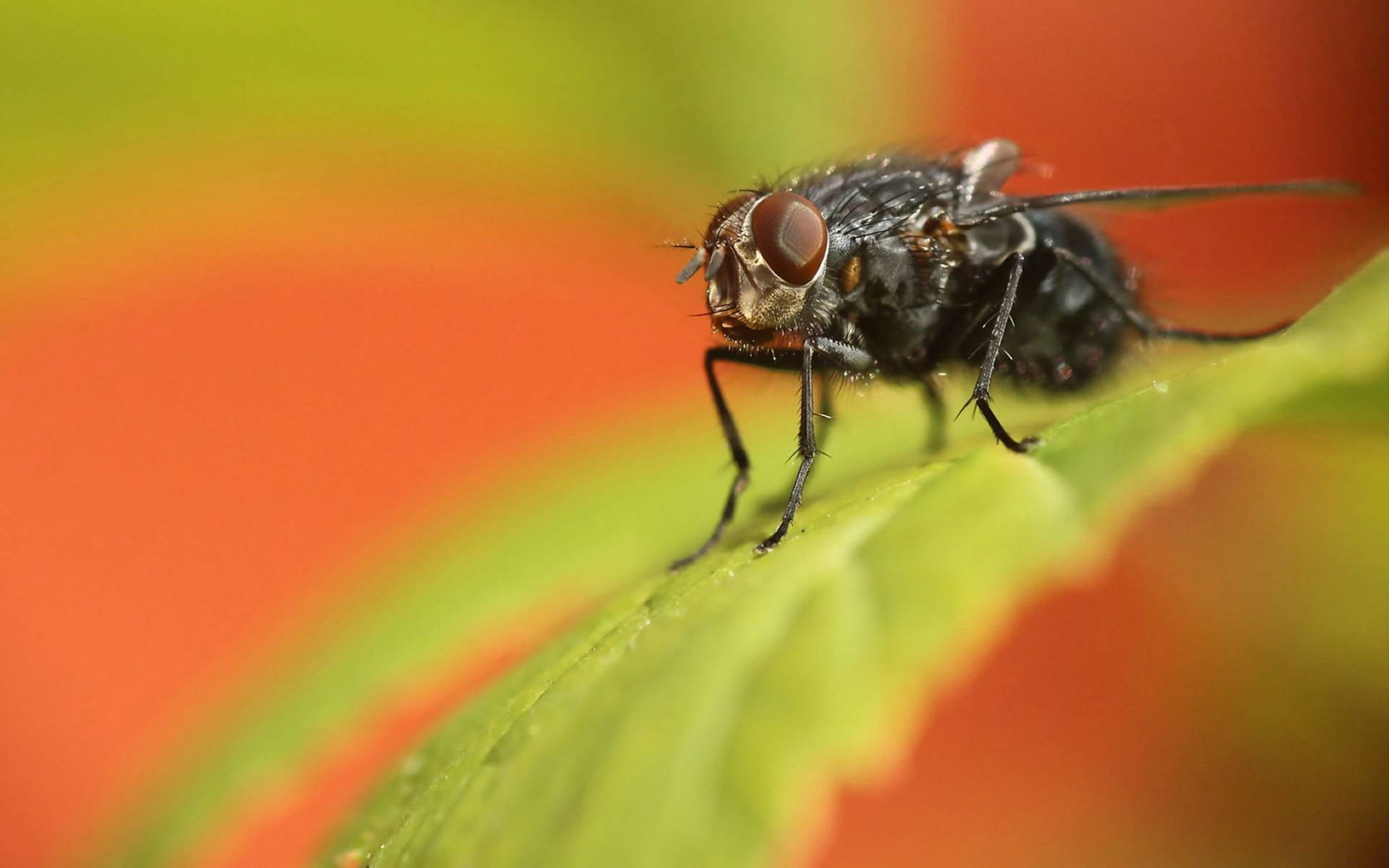 Fly On Orange Background