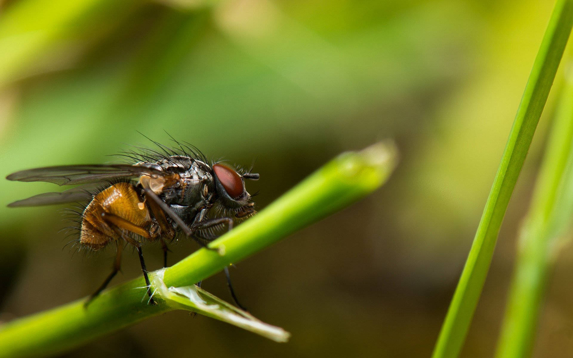 Fly On Stem Background