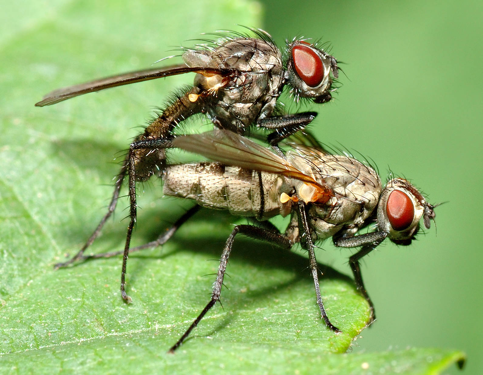 Fly On Top Background