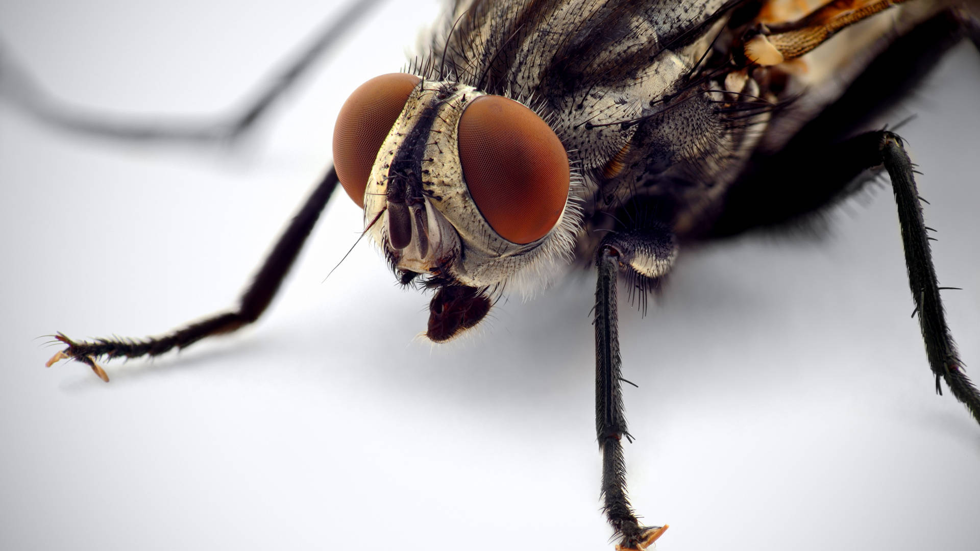 Fly On White Background