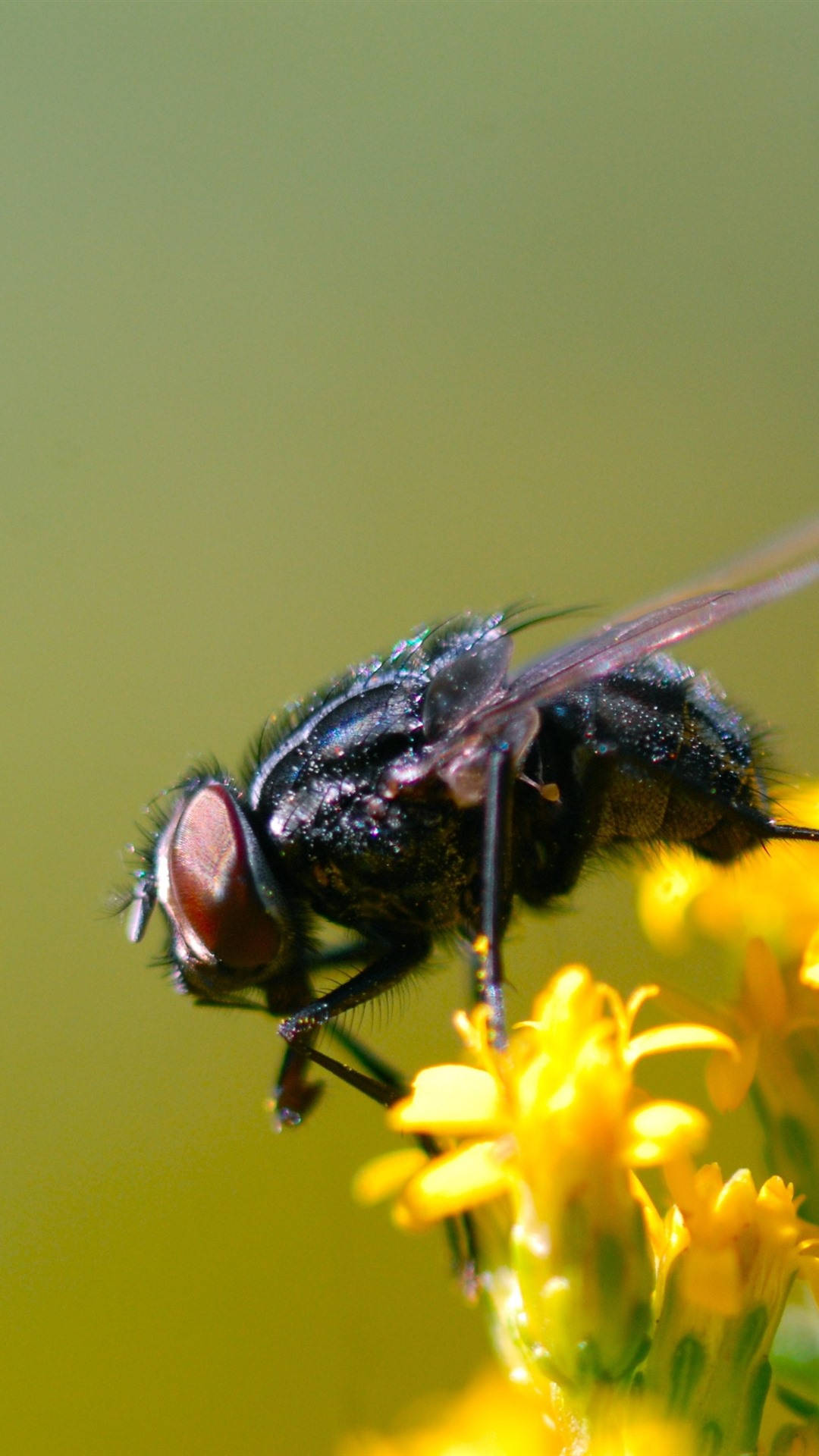 Fly On Yellow Flower