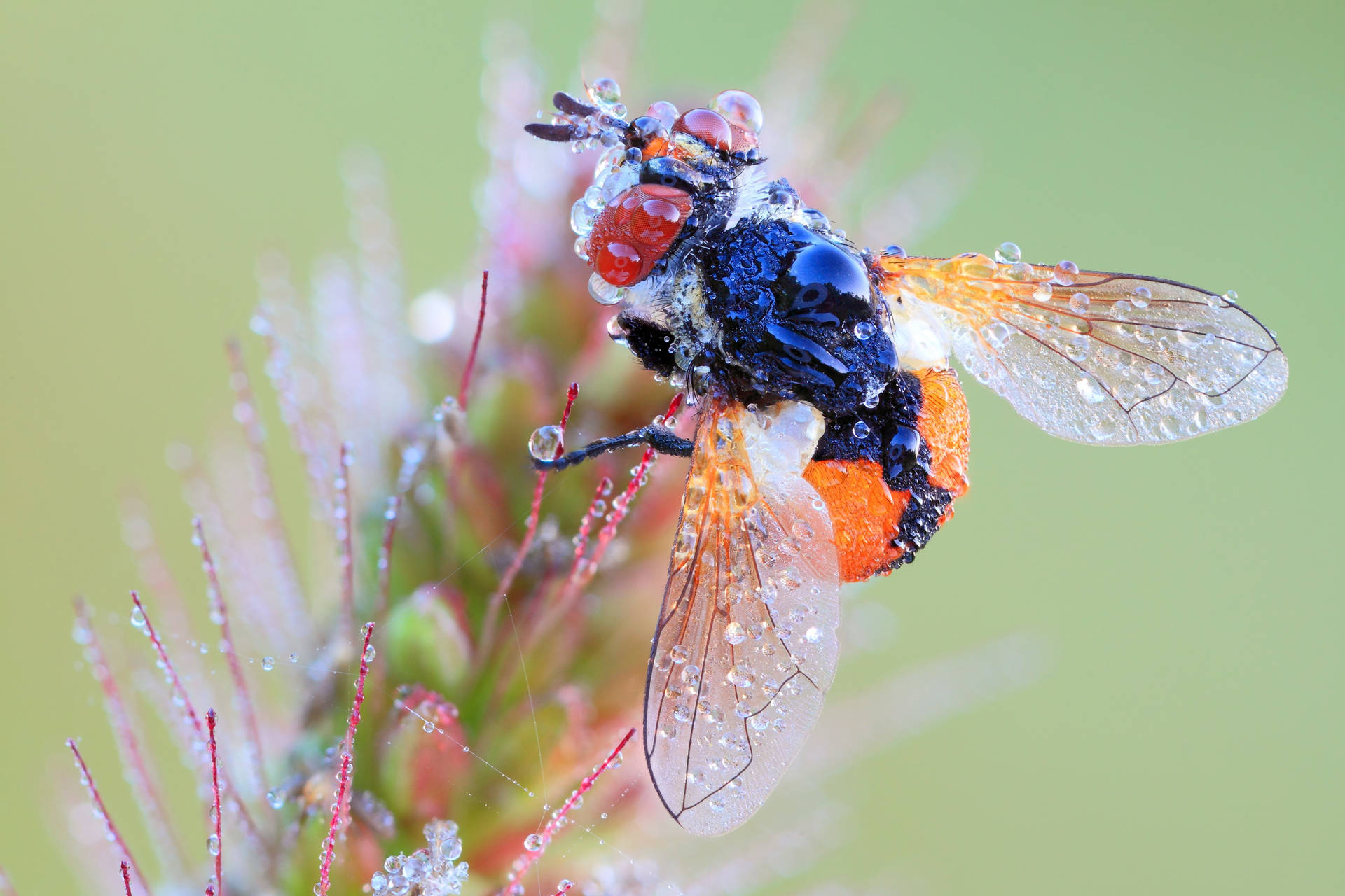 Fly Orange Abdomen