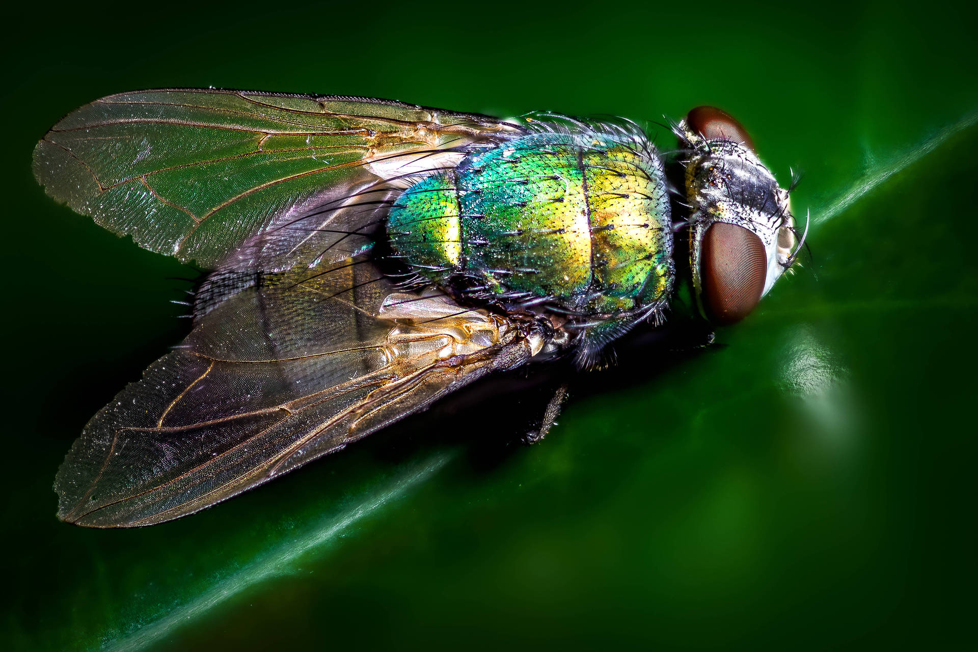 Fly Thorax