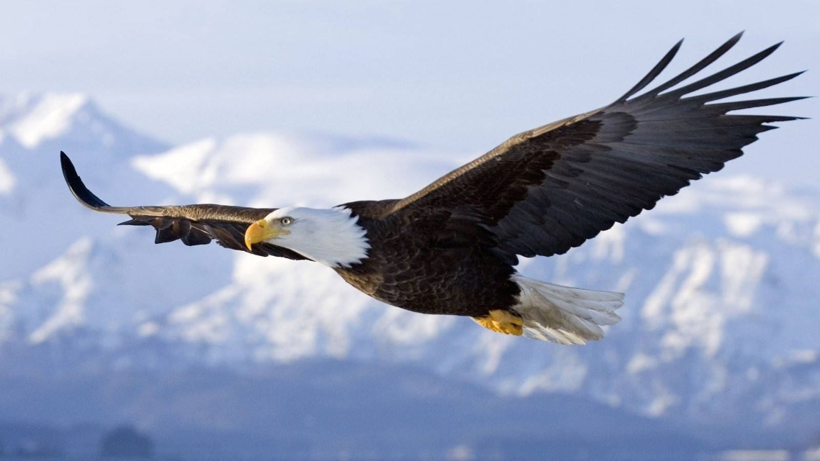 Flying Aguila Bird Over Glacier Mountains Background