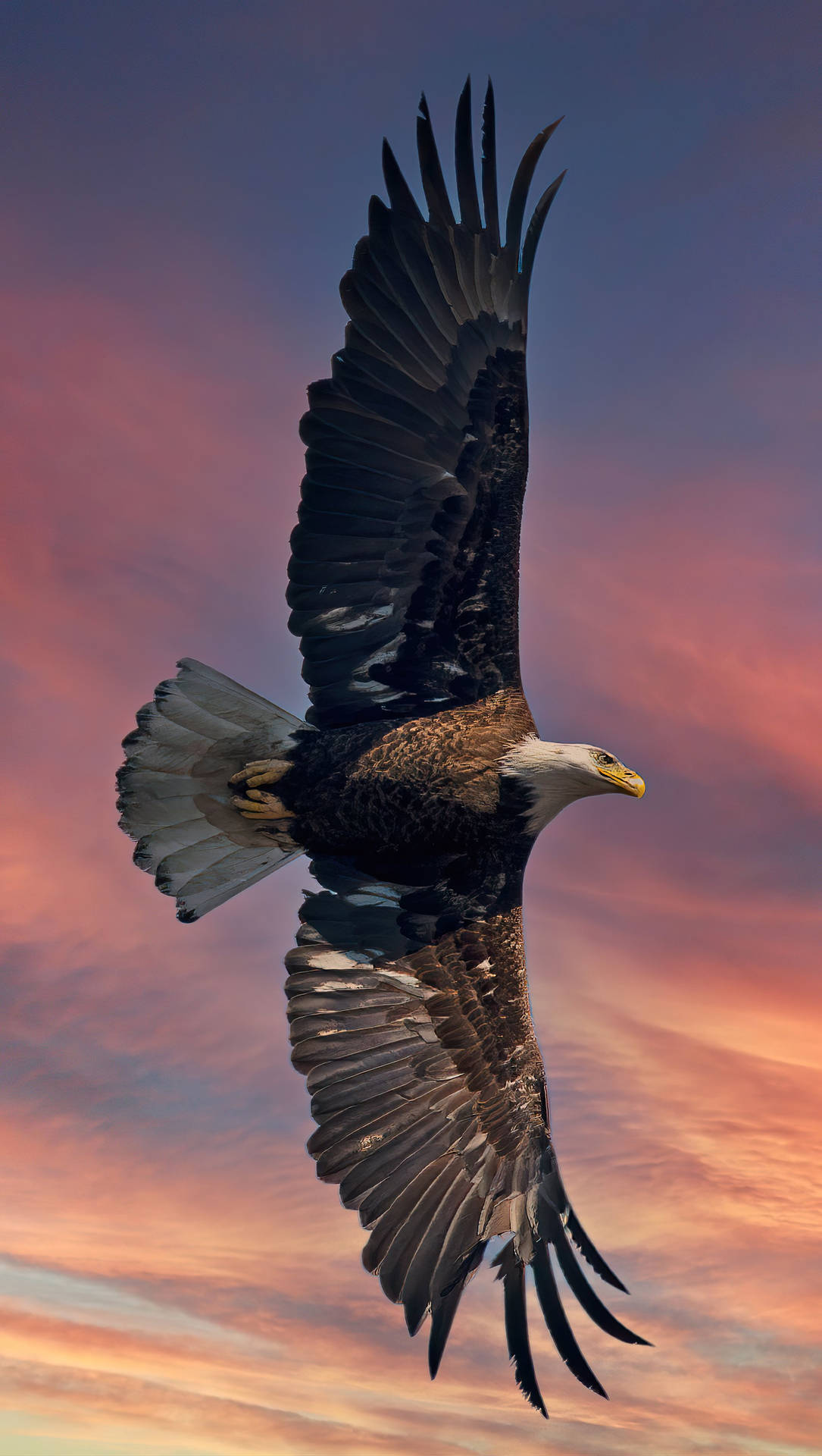 Flying Aguila Large Wingspan Background