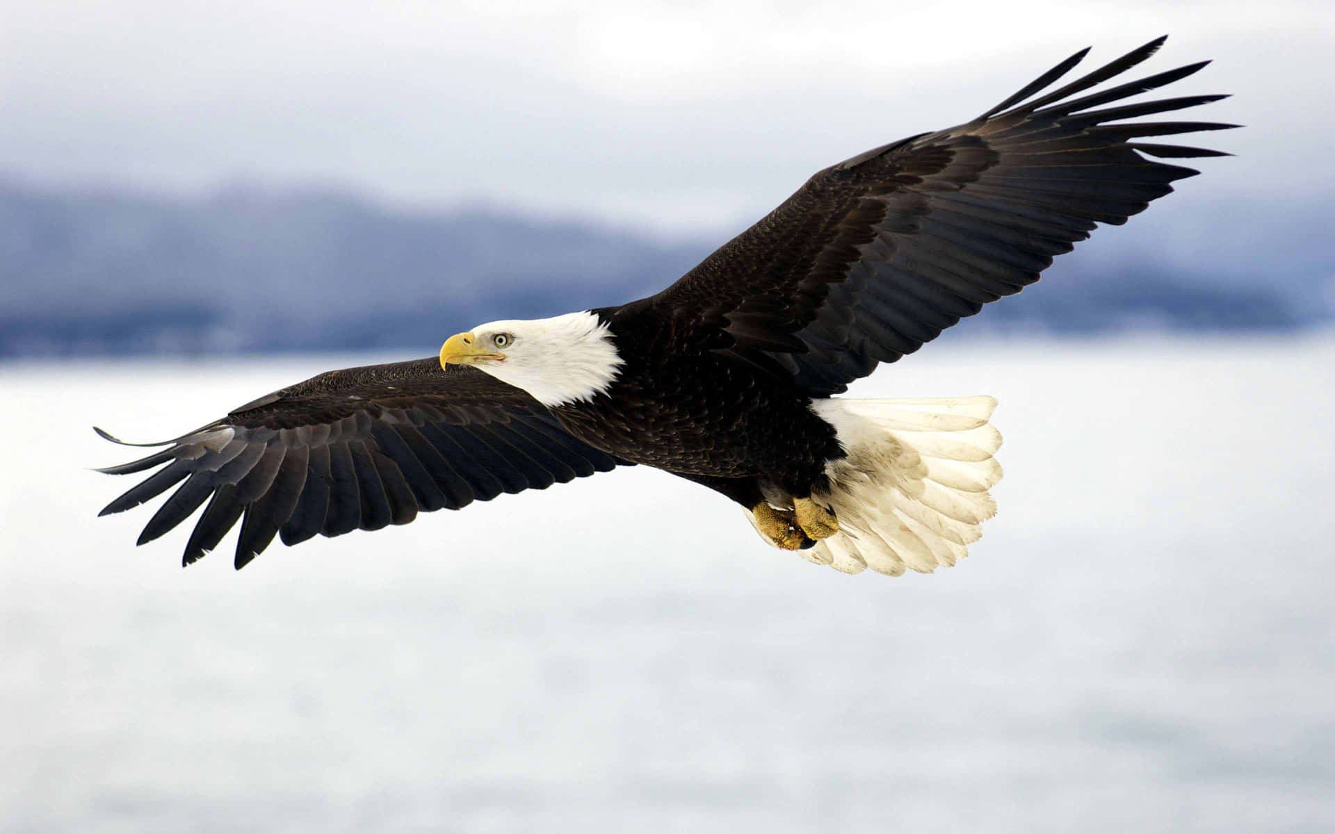 Flying American Bald Eagle Specie Background